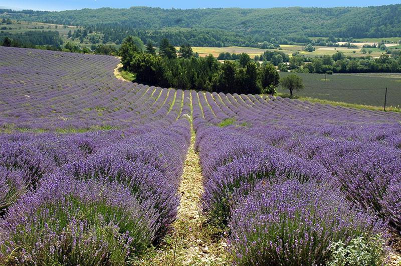 La Bousquatiere Bed and Breakfast Piolenc Buitenkant foto